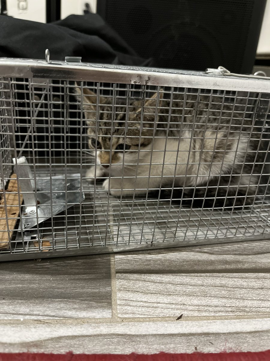 _mouse_house's tweet photo. I’ve been stalking my backyard for two sleepless nights and I finally got him today. Now idk what to do with myself tonight lol I’m just so stoked he/she is safe 🥺🥰😁 https://t.co/UNZpoqpBsH