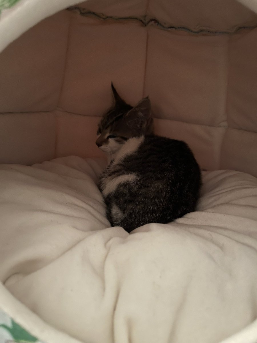 _mouse_house's tweet photo. I’ve been stalking my backyard for two sleepless nights and I finally got him today. Now idk what to do with myself tonight lol I’m just so stoked he/she is safe 🥺🥰😁 https://t.co/UNZpoqpBsH