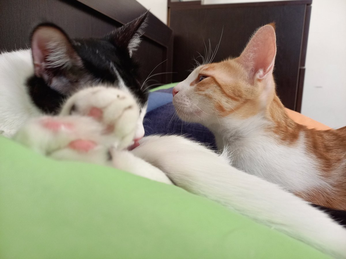 پنبه 🤍 پنبه مهربون و با گربه‌های دیگه سازگاره #واگذاری #ریتوییت لطفا