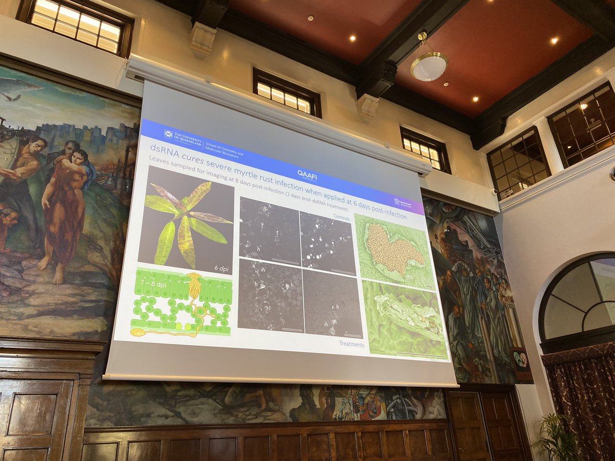 Potential of cure for severe myrtle rust infection by dsRNA. Awesome! #AMRC2023