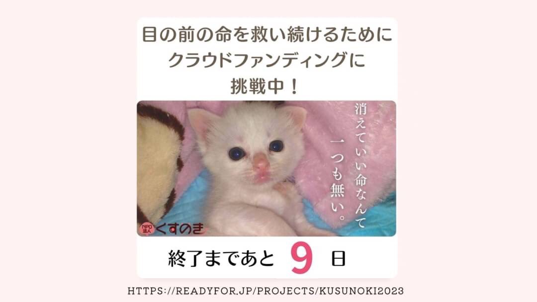 #クラウドファンディング 第1目標達成しました㊗️本当に本当にありがとうございます🙇‍♀️😭終了まであと9日 ネクストゴール目指し少しでも多くの医療費をお願いしたく最後まで引き続きのご支援 ご協力 #拡散 をどうかお願いします🙏 #保護猫
readyfor.jp/projects/kusun…