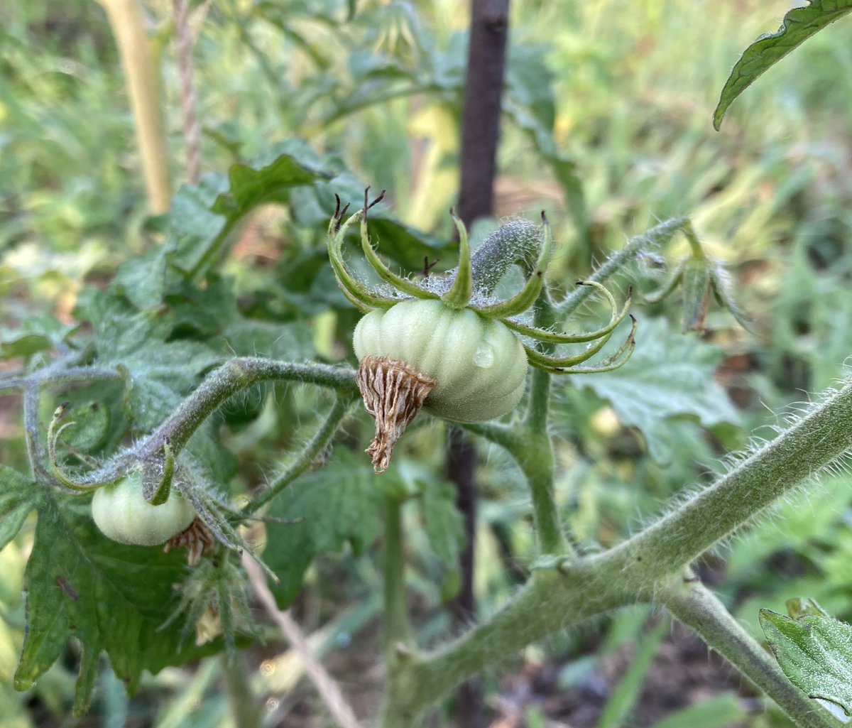 아니 이게 토마토라고?