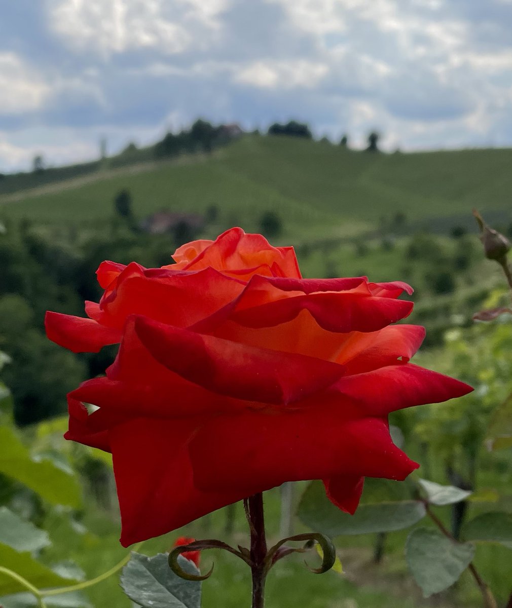 💙☁️❤️📱vineyard rose in South Styria, last week, #RoseWednesday 🍇🌹