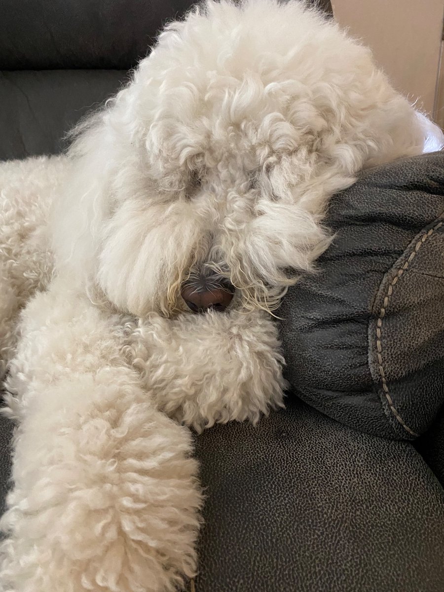 DoodleMaddie's tweet image. Yous got soooo many followers 
I’m not as lucky as you not very many think I is interesting
Guess I must be kinda boring