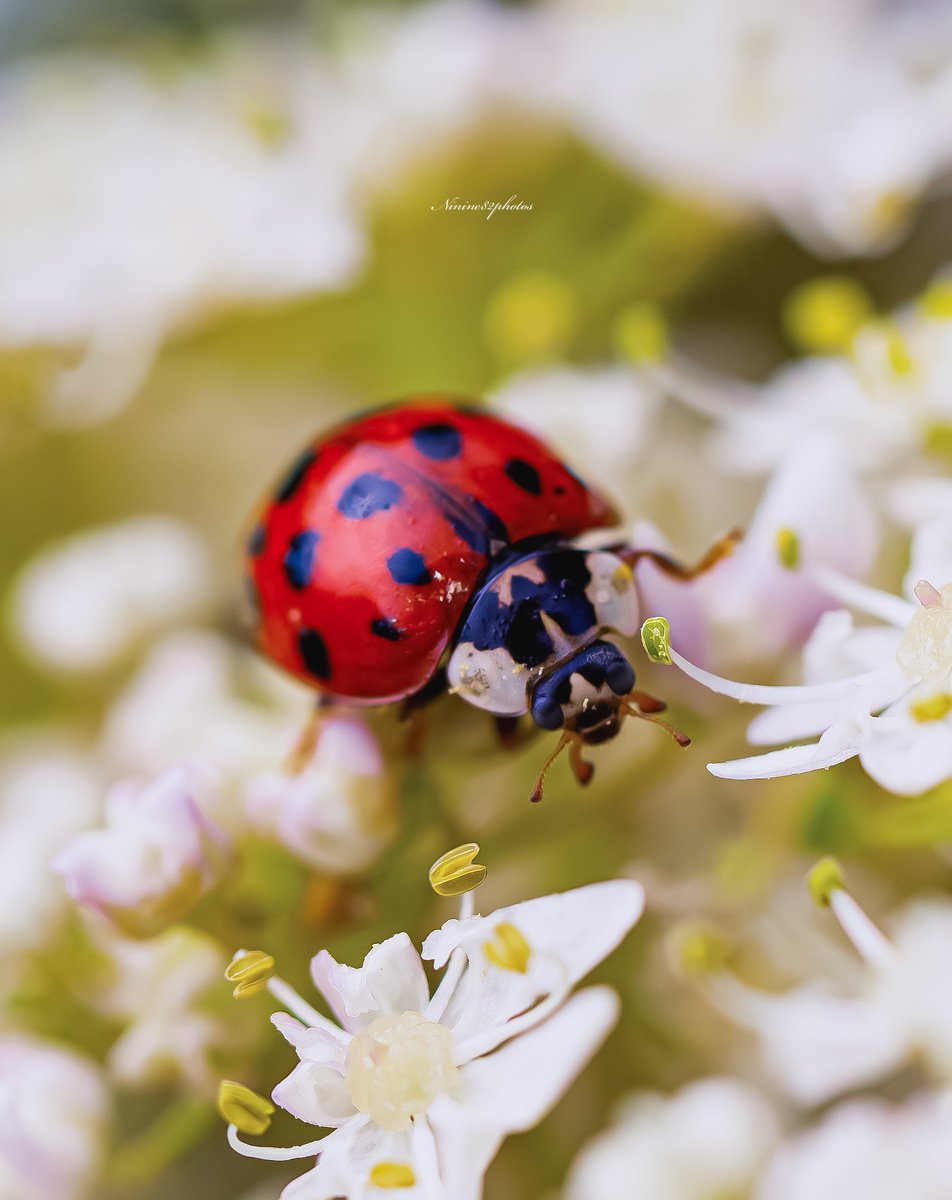 Bonne journée remplie de bonheur ,de chance et d’amour 🐞✨🍀✨❤️ #coccinelle #ladybugs #てんとう虫  #photography #PHOTOS #写真