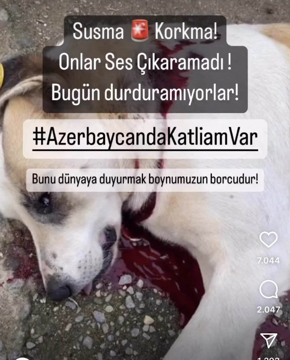 Köpek nüfusunu kontrol altına alma bahanesiyle, sokak ortasında silahla köpek avına çıkıyorlar.
IŞİD eğer bir devlet kurmayı başarsaydı, muhtemelen Azerbaycan gibi bir şey olurdu.
Bu nasıl bir vahşet?🥺😡

#AzerbaycandaKatliamVar