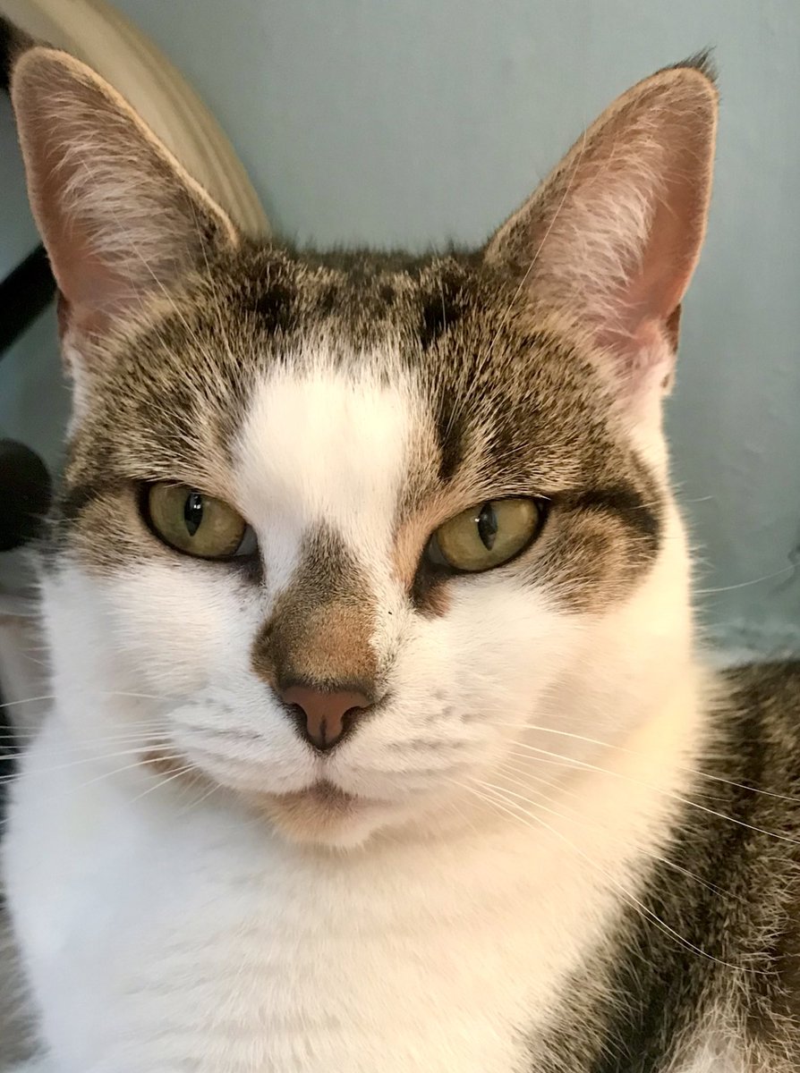 #whiskerswednesday #tabbytroop #CatsOfTwitter #Hedgewatch today I am presenting my whiskers 💕😻😺⭐️