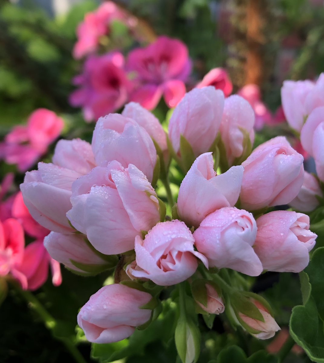 Heather_GKey's tweet image. After the rain…. A snap of tulip flowered Pelargonium ‘Emma Fran Bengtsbo’ sharing her pot with ‘Lara Starshine’ taken just now in the early morning sun.