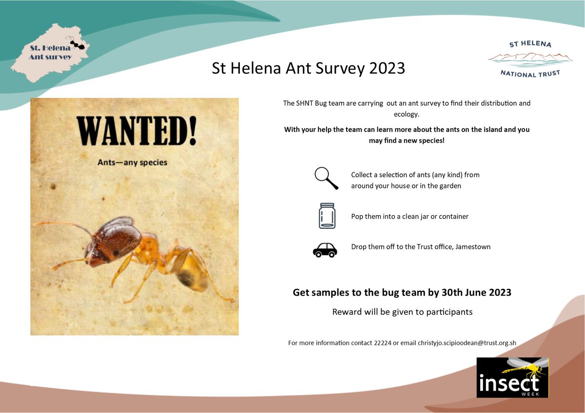 #InsectWeek2023 #StHelena #ants