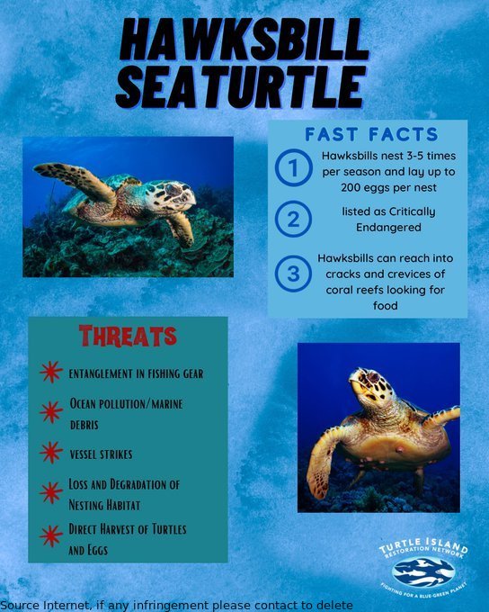 Celebrate Hawksbill Sea Turtle Day on June 13th! Admire the stunning carapace or shell of these amazing creatures. Join in for #SeaTurtleWeek and show love for #seaturtle. #Marinelife