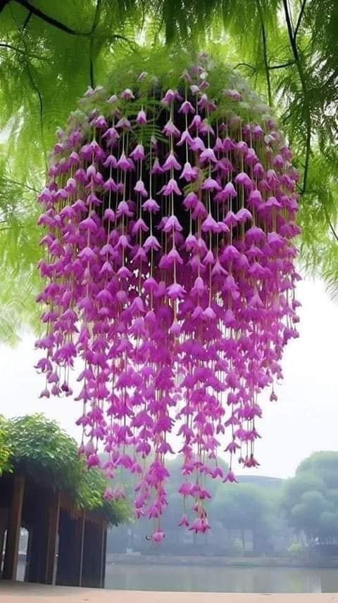 Que encanto!