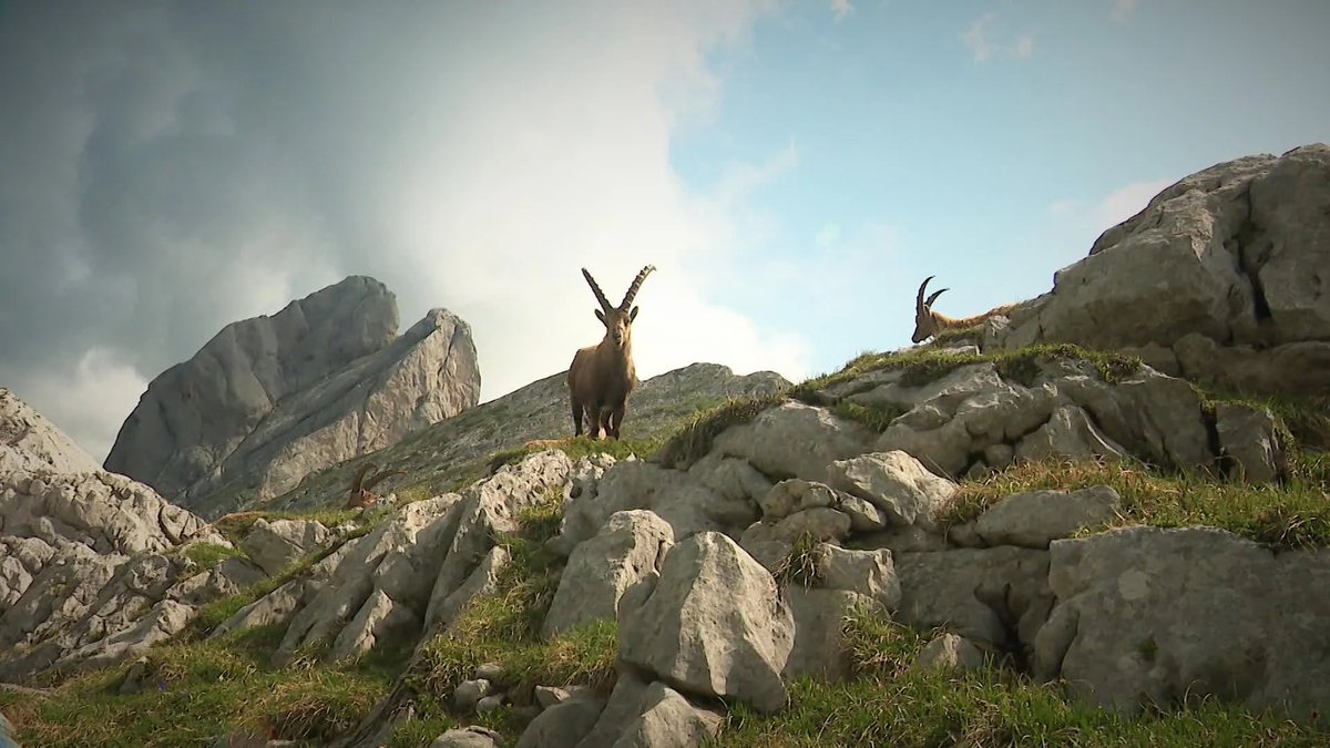 f3Alpes's tweet image. EN IMAGES. "La faune sauvage est une sentinelle" : la santé des bouquetins du Vercors, indicateur du réchauffement climatique.
Reportage au plus près de ce funambule des cimes ⬇️

france3-regions.francetvinfo.fr/auvergne-rhone…