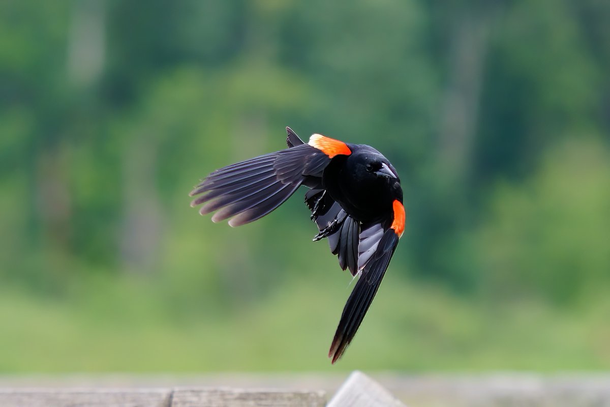 Got some great flying photos today~!

Male Red-winged Blackbird 

Burnaby Lake, BC, Canada
Sony A9 + Sigma 150-600mm DG DN OS | Sports

2023-06-20

#ReimondBird