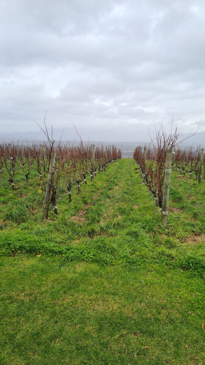 winesofelgin (@winesofelgin) on Twitter photo . <a href="/IonaWines/">Iona Wines</a> vines enjoying the abundant cold units this wet and cold Cape winter is delivering.
#winesofelgin #elginmagic #elgin #southafrica #coolclimate #CoolClimateWines . <a href="/IonaWines/">Iona Wines</a> vines enjoying the abundant cold units this wet and cold Cape winter is delivering.
#winesofelgin #elginmagic #elgin #southafrica #coolclimate #CoolClimateWines