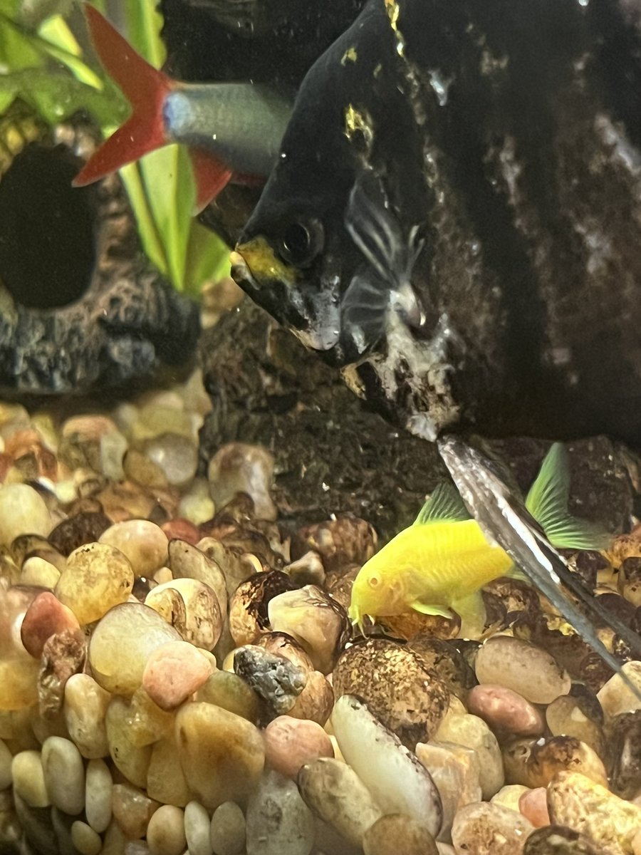 Olcracker's tweet photo. Mornin
#fish #fishtank #glowinthedark #corycat #purpleshark #marbleangelfish https://t.co/DV9IyOGib8