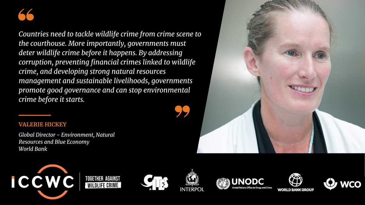 .@ValerieMHickey reflects on need for governments to deter wildlife crime & @WBG_Environment role in #ICCWC to support countries to address financial corruption & promote good governance.  

💫Read more in our biannual report: bit.ly/46fgQRJ
#TogetherAgainstWildlifeCrime