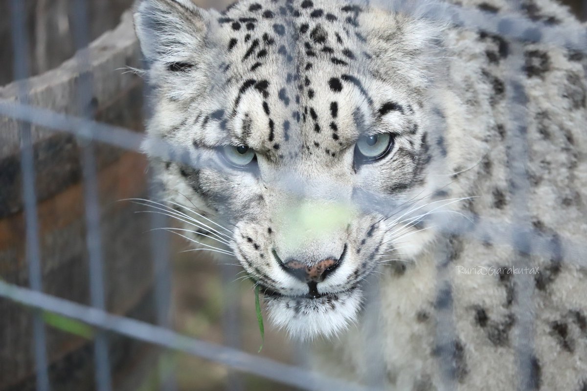 円山写ん歩
美人
***
Maruyama zoo walk
Beautiful cat
***
🐾
🐾
#円山動物園 #ユキヒョウ #シジム
#maruyamazoo #snowleopard #sizim