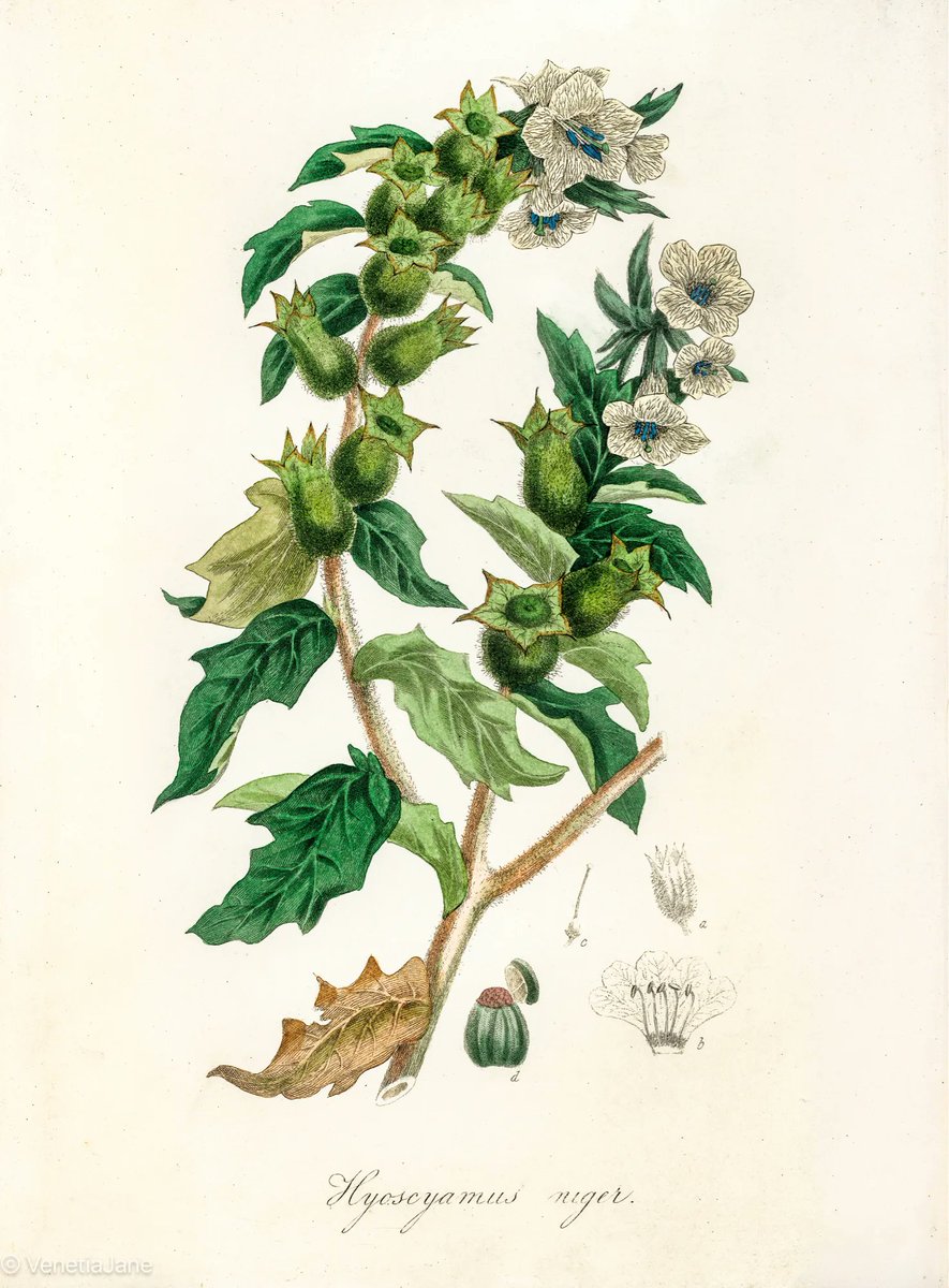 Henbane is a poisonous #plant synonymous with #magic. It was said that “a figure, on whom one wishes to cast a spell, must be sketched with the juice of this herb” to ensure the magic be directed to that person. It was most potent around the time of the #SummerSolstice. #folklore