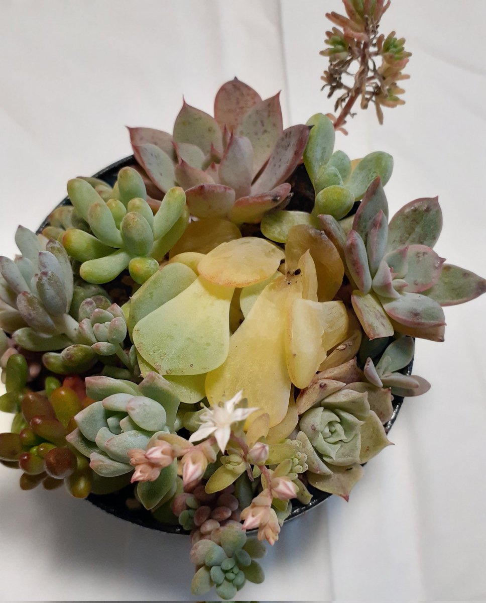 嬉しいことがあった後には悲しいことが……七福神丼目指してたのに、なーんか調子悪い???と思いつつ様子見てたら……ガーン😱もっと早く対処してあげるべきだった😭😭😭
そして寄せ植えも何故か真ん中の子だけ😇