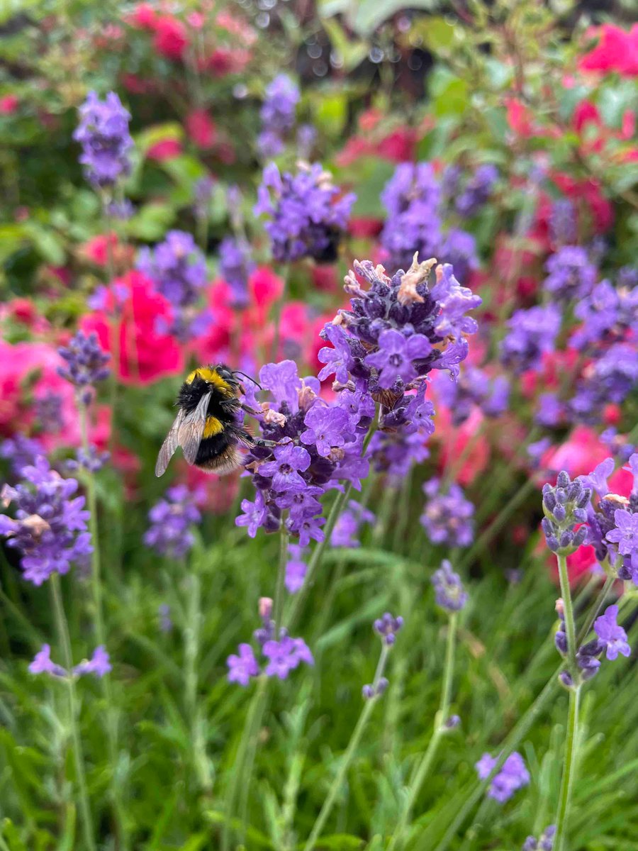 A little rain this morning to help keep our gardens healthy and vibrant! The bees don’t mind either 🐝 #TheLodgeAC #OriginalIrishHotels #MakeABreakForIt #RedCarnationHotels
