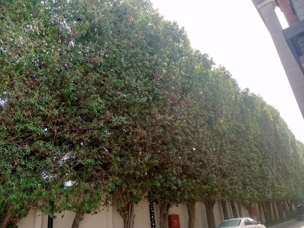 قص وتجميل اشجار البازروميا بفندق نارسس💪