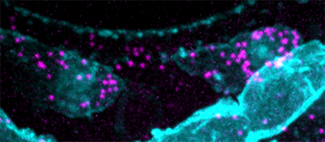 How do cells measure time? That is one of the main unanswered questions in developmental biology. New research by the Korswagen group, published in eLife on 15 May 2023, brings us one step closer to the answer. Read more here: hubrecht.eu/roundworm-cell…