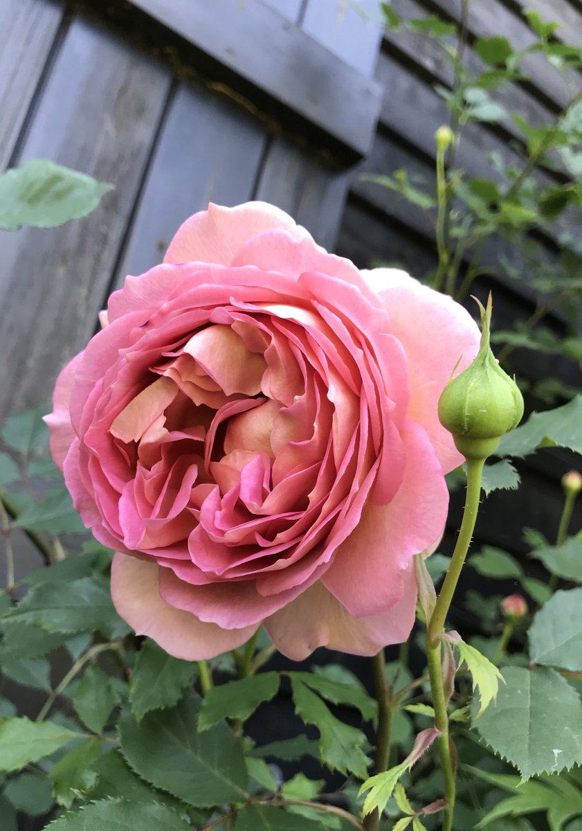 Rose Jubilee Celebration #rosewednesday