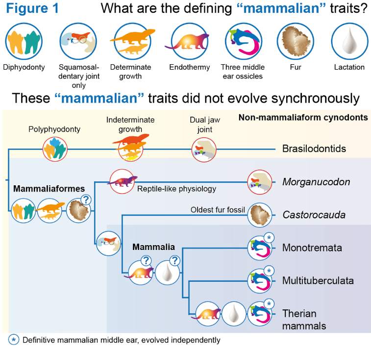 How did mammals evolve? A @NERCscience grant awarded to #TuckerLab @kingsdentistry & @jemilyr @BristolUni follows mammalian #evolution combining #paleontology & #DevBio to understand traits associated with hearing👂eating 👅 & thermoregulation 🌡️Congratulations to the team!🥳