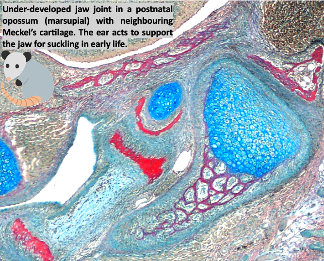 CCRB27's tweet photo. How did mammals evolve? A @NERCscience grant awarded to #TuckerLab @kingsdentistry & @jemilyr @BristolUni follows mammalian #evolution combining #paleontology & #DevBio to understand traits associated with hearing👂eating 👅 & thermoregulation 🌡️Congratulations to the team!🥳 https://t.co/zWJHG3X9hx