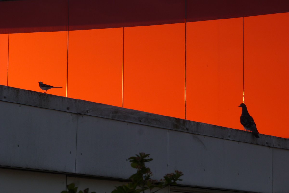 Biodiverse Cities tweet media