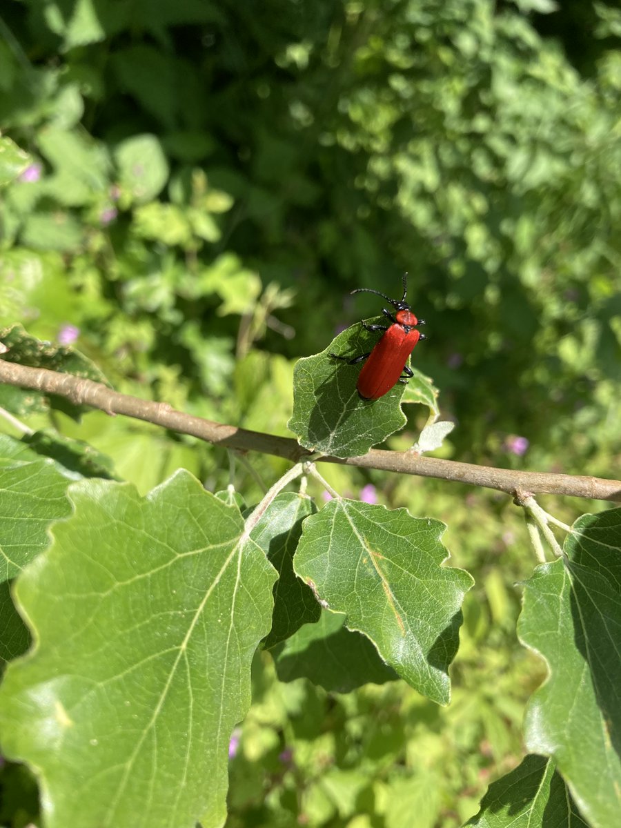 Biodiverse Cities tweet media