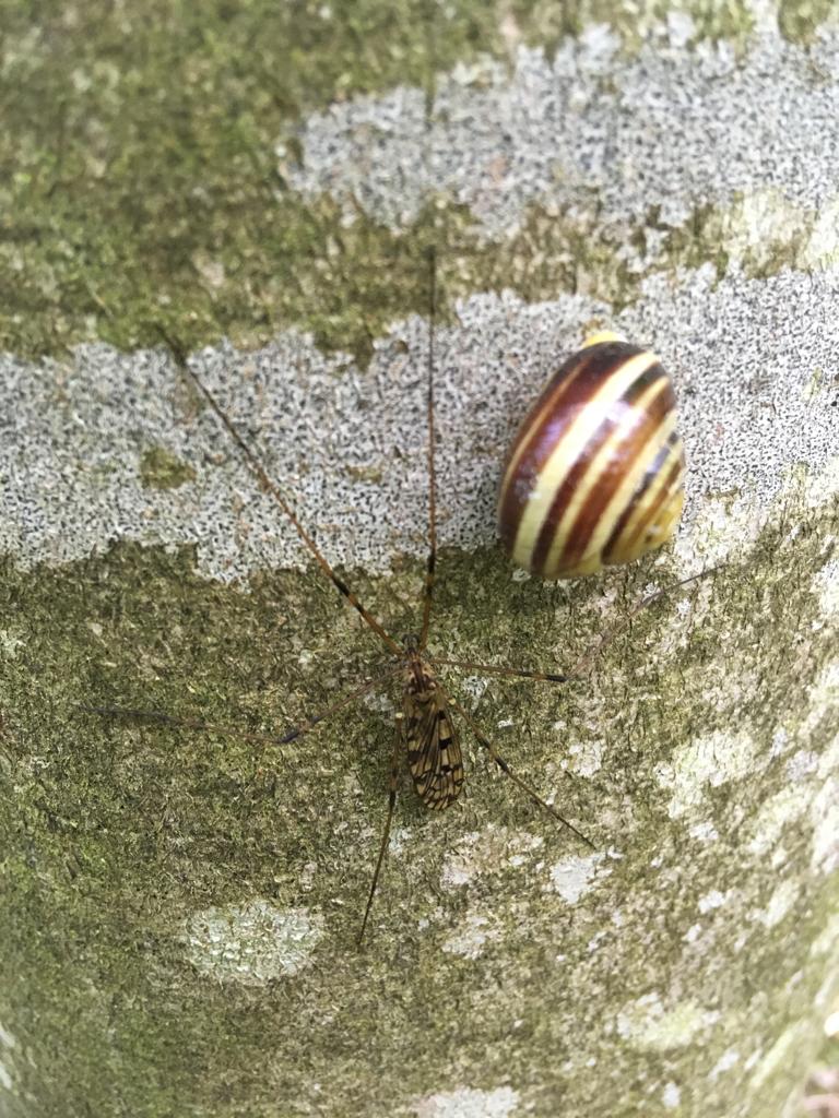 Our new tradition has started 🐞🌿

#BiodiverseCities partners embarked on our first mini #BioBlitz in <a href="/AarhusKommune/">AAK</a>, snapping pictures of all the #biodiversity we could find. 

Check out some of our winning photographs 📸