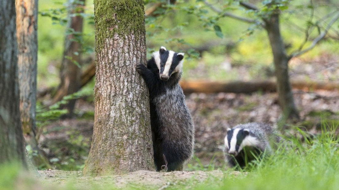 GL8 Media tweet media