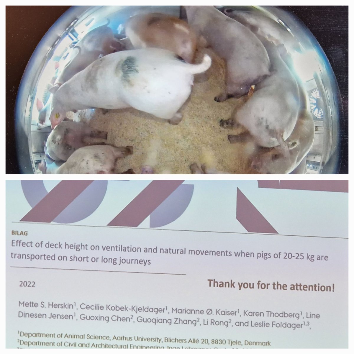 Mette S. Herskin (@herskinmette) on Twitter photo A pleasure to be at the <a href="/WOAH/">World Organisation for Animal Health</a> network meeting on long-distance animal transport in Dublin, and to be able to present recent results from <a href="/AarhusUni_int/">Aarhus University</a> on deck height during transport of weaner pigs. <a href="/Husdyrforskning/">Institut for Husdyr- og Veterinærvidenskab, AU</a> <a href="/TechSci_AU/">Technical Sciences - Aarhus University</a> <a href="/CKjeldager/">Cecilie Kobek-Kjeldager</a> <a href="/KarenThodberg/">Karen Thodberg</a> A pleasure to be at the <a href="/WOAH/">World Organisation for Animal Health</a> network meeting on long-distance animal transport in Dublin, and to be able to present recent results from <a href="/AarhusUni_int/">Aarhus University</a> on deck height during transport of weaner pigs. <a href="/Husdyrforskning/">Institut for Husdyr- og Veterinærvidenskab, AU</a> <a href="/TechSci_AU/">Technical Sciences - Aarhus University</a> <a href="/CKjeldager/">Cecilie Kobek-Kjeldager</a> <a href="/KarenThodberg/">Karen Thodberg</a>