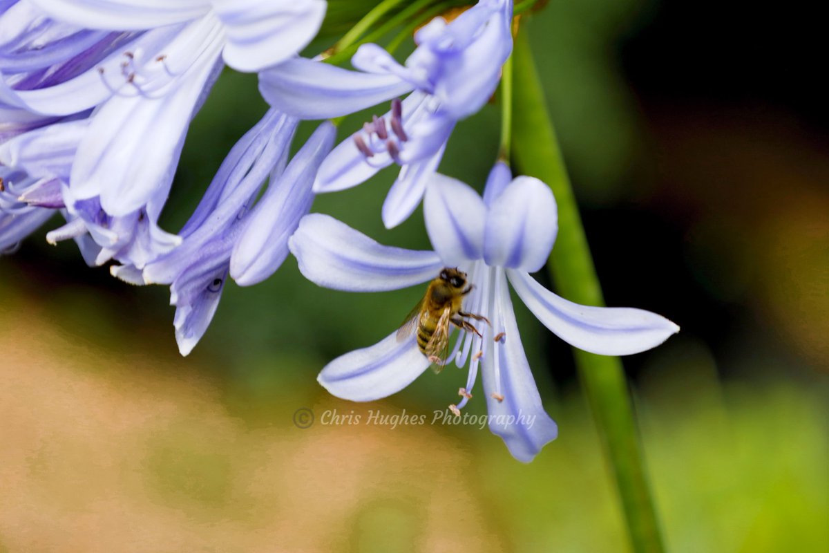 Taken back in Feb 2022 #honeybee #flower #flowers #nature #botanicgardens #canoneosr #ThePhotoHour