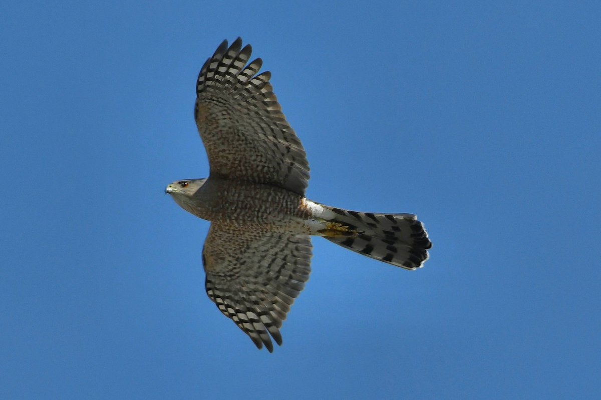 The Sharp-shinned Hawk (Accipiter striatus) is nicknamed the Sharpie. #hawk #sharpshinnedhawk #inflight #birdwatching #ornithology #birdsofcanada #birdsofnorthamerica #shotonnikon #d500 #dslr #richmondhill #ontario #canada #sharecangeo