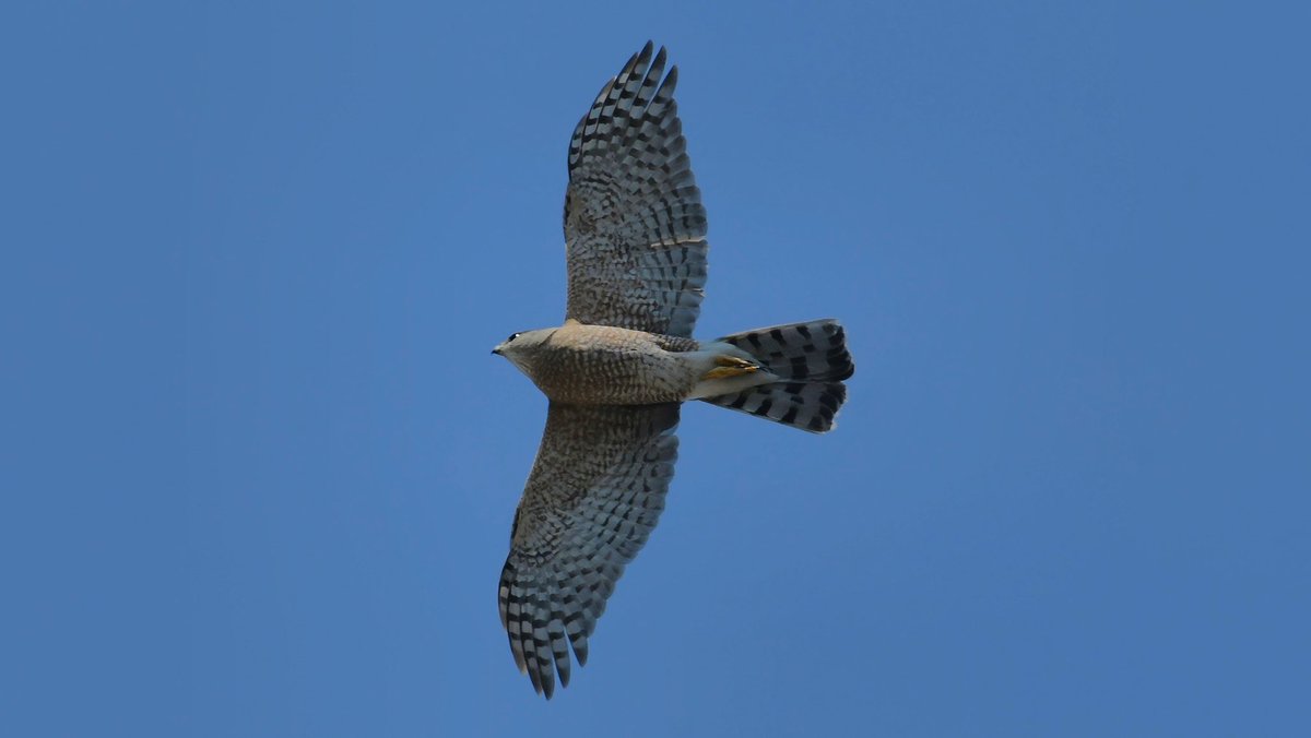 The Sharp-shinned Hawk (Accipiter striatus) is nicknamed the Sharpie. #hawk #sharpshinnedhawk #inflight #birdwatching #ornithology #birdsofcanada #birdsofnorthamerica #shotonnikon #d500 #dslr #richmondhill #ontario #canada #sharecangeo