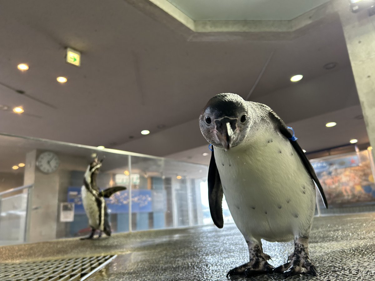 そ、そんな顔で見つめないで…(>д<*)(∩´﹏`∩)
#長崎ペンギン水族館　#フンボルトペンギン　　#かわいい