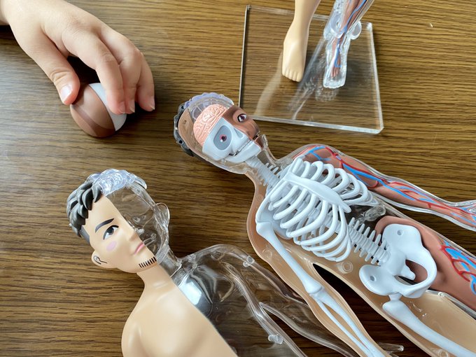 ストレッチドビー ポルノグラフィティ 新藤晴一 人体模型