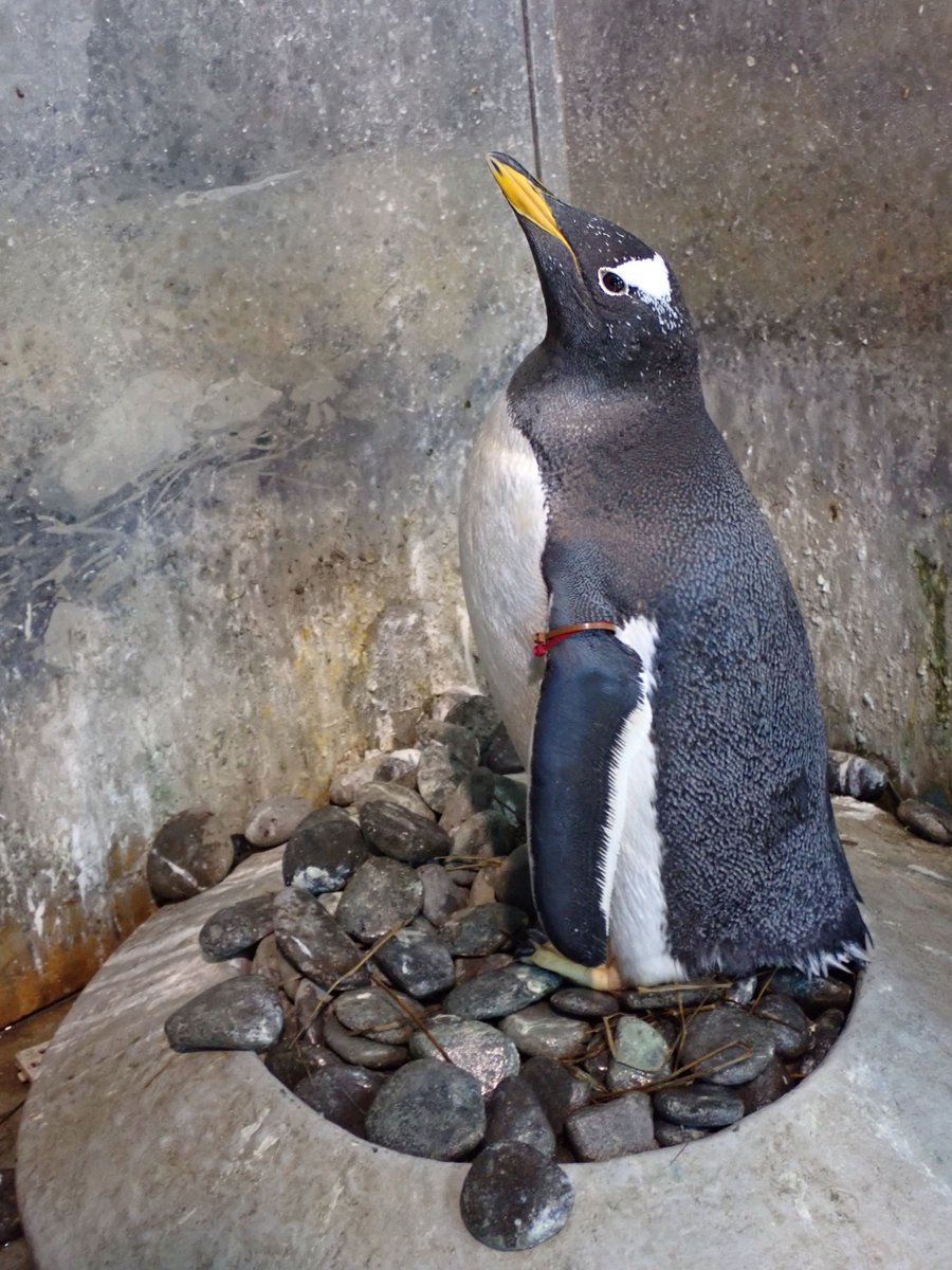 巣に小石を集めるジェンツーペンギン。でも、集めすぎて溢れてます…
#長崎ペンギン水族館　#ペンギン　#ジェンツーペンギン　#penguin #aquarium #Gentoo penguin