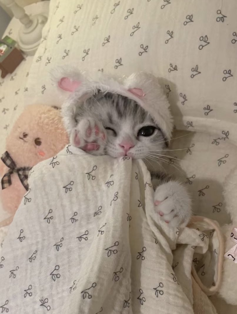 bubbabble's tweet image. lee onew jinki the bunny-eared cat