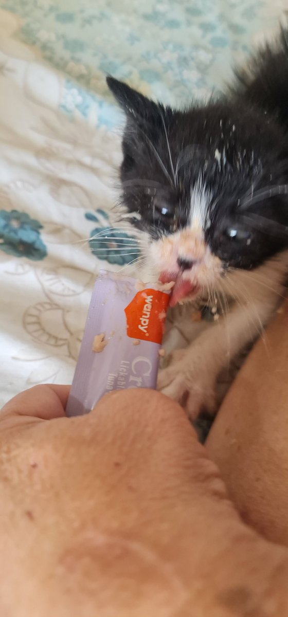 catswithnohope's tweet photo. My first licky stick https://t.co/YNMRDu7L6m