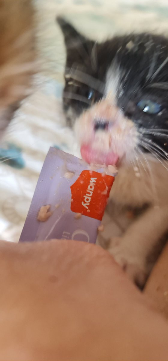 catswithnohope's tweet photo. My first licky stick https://t.co/YNMRDu7L6m