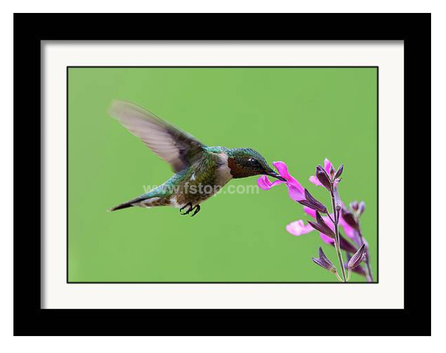 Male Black-chinned hummingbird in action!

fineartamerica.com/featured/male-…

#wildvisiondotcom
#puttaswamyravishankar
#perfectgift #ಪುರಶಂ #fstopdotcom #bangaloredotcom #nature #naturephotography #BuyIntoArt #AYearForArt #Art #cosmictouchdotcom #visualrhythmcampus