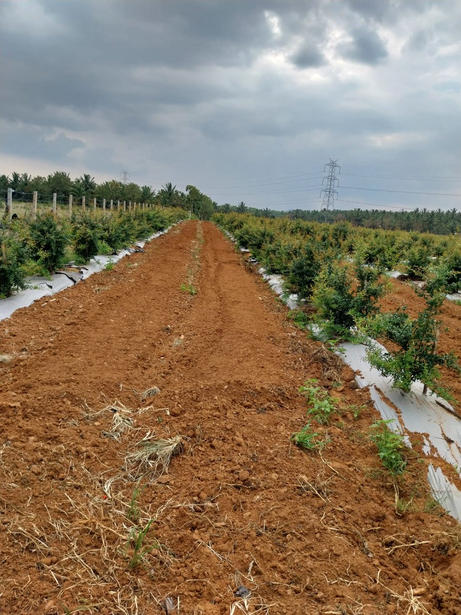 Thomas_Biotech's tweet photo. Glimpse of Super Bhagwa micropropogated pomegranate plants supplied by Thomas Biotech to Farmer Revanna Gowda in Arsikere, Karnataka. 
Planting was done on July,2022. 
Date of Picture:13th May, 2023.
(plants completed 10 months of durationafter planting)
#pomegranate 
#farmers https://t.co/DuZQSbCqgW
