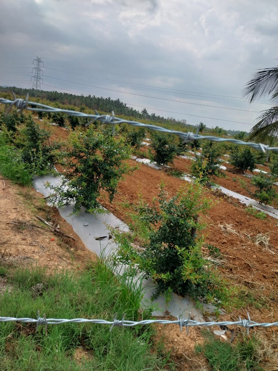 Thomas_Biotech's tweet photo. Glimpse of Super Bhagwa micropropogated pomegranate plants supplied by Thomas Biotech to Farmer Revanna Gowda in Arsikere, Karnataka. 
Planting was done on July,2022. 
Date of Picture:13th May, 2023.
(plants completed 10 months of durationafter planting)
#pomegranate 
#farmers https://t.co/DuZQSbCqgW