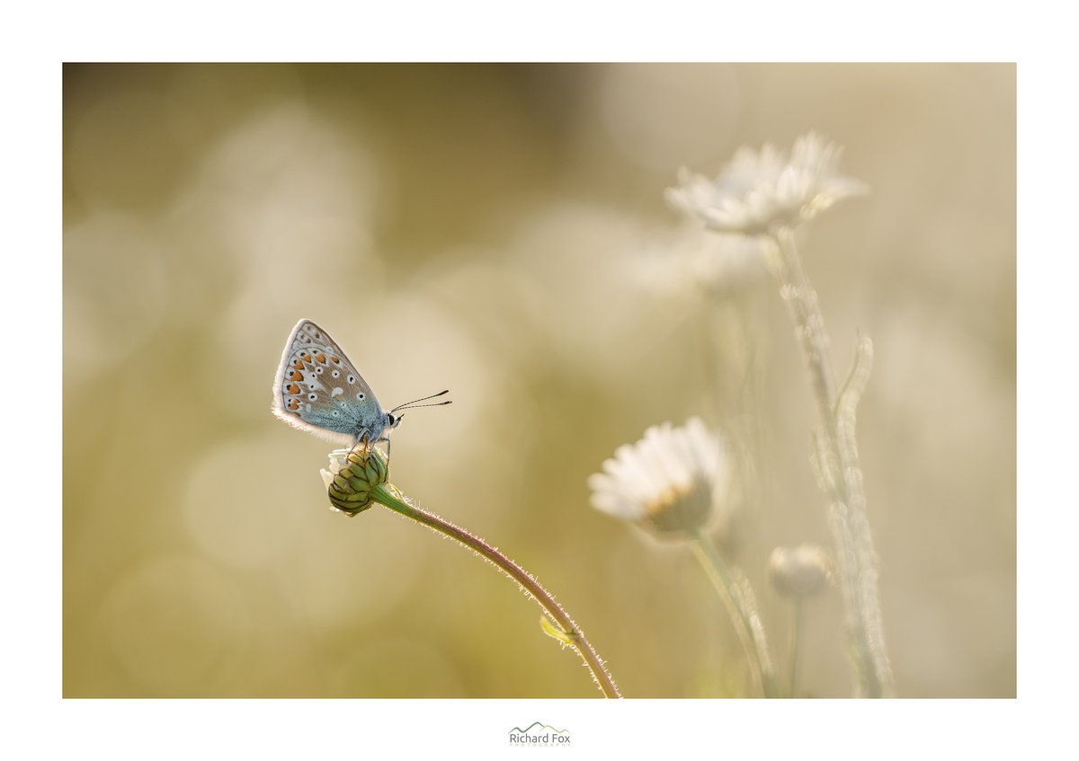 True Blue

#Wexmondays @savebutterflies #Scotland