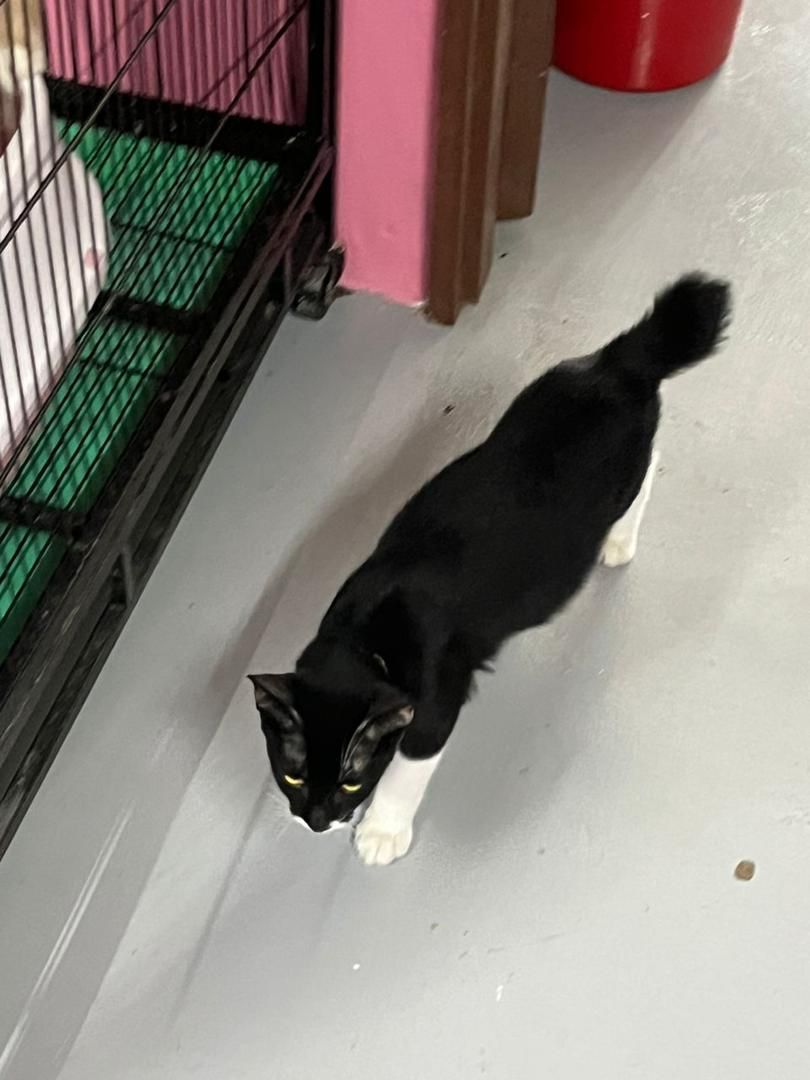 FiskaYenitaFK_'s tweet photo. Anyone willing to adopt him? Waktu kecil dulu dia hampir mati disebabkan blood parasite. Now dah neuter, sihat & shinning. Tengok paw pun nampak gebu. 😍✨️
#AdoptDontShop
#StraytoStay https://t.co/18tJPNxstP