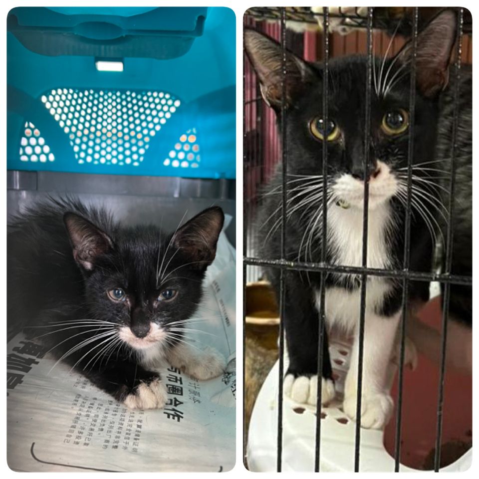 FiskaYenitaFK_'s tweet photo. Anyone willing to adopt him? Waktu kecil dulu dia hampir mati disebabkan blood parasite. Now dah neuter, sihat & shinning. Tengok paw pun nampak gebu. 😍✨️
#AdoptDontShop
#StraytoStay https://t.co/18tJPNxstP