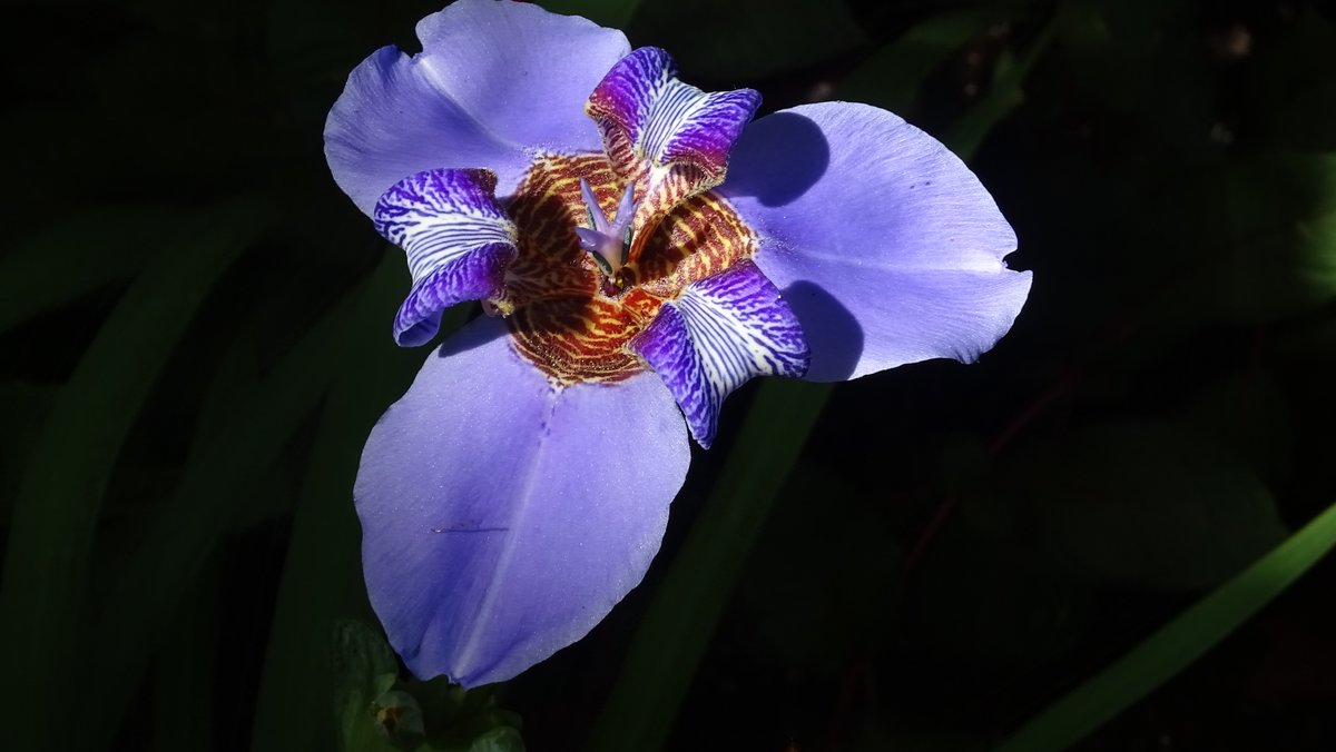 ian_hulf's tweet photo. Welcome to June 21st
Simply divine, Tall and slender in the morning sunshine. Perfection in time, At the edge of the waterline… #RHSWisely #IanHulf#Southend #Rhyme995© #FrontLineWorkersCare. https://t.co/rmYRrxq57L